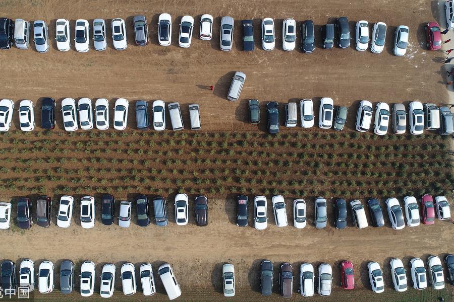 村民春节改麦田为停车场 一天收入2000元