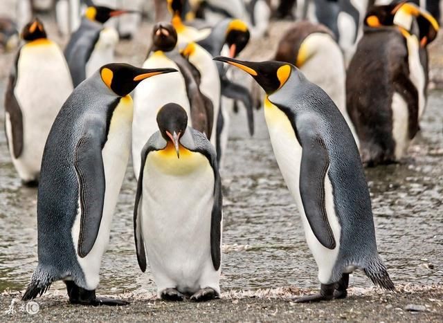 图像格式:JPEG、RAW、TIFF具体什么意思,有