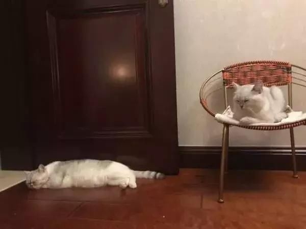 猫咪夫妻青梅竹马一起长大,猫妈妈生宝宝猫爸