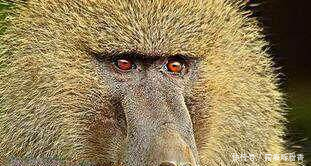 地球上10大最聪明的动物,狗第七,猪第四,黑猩猩