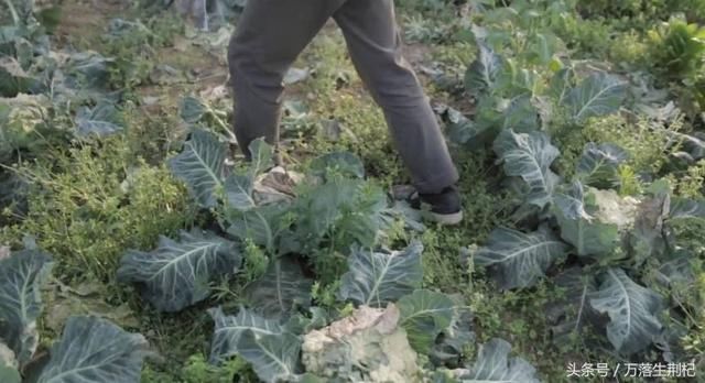 最新环保法规定:低于这个数的养猪户,将不得强