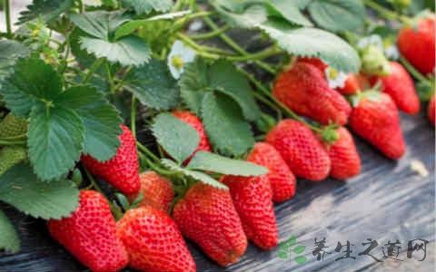 富含粗纤维的食物有哪些