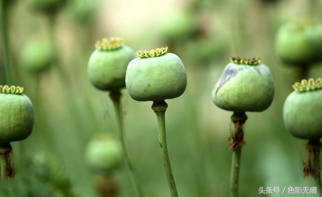 这种植物农民当特效药,能治疗肚子疼,种植一