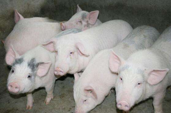 2018农村创业点子, 推荐几个创业好项目, 穷人