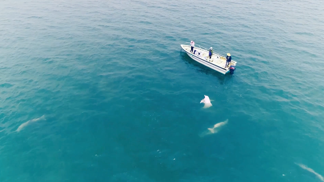海中精灵 你好!中华白海豚 海中精灵 你好!中华白海豚