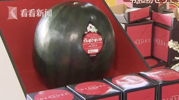 全球最贵西瓜 11公斤卖4.8万元