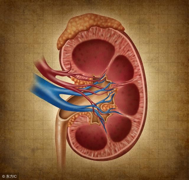 适当补充维生素C防肾结石 预防肾结石如何饮食