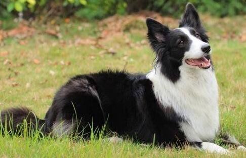 世界十大最聪明的狗排名,边境牧羊犬智商相当