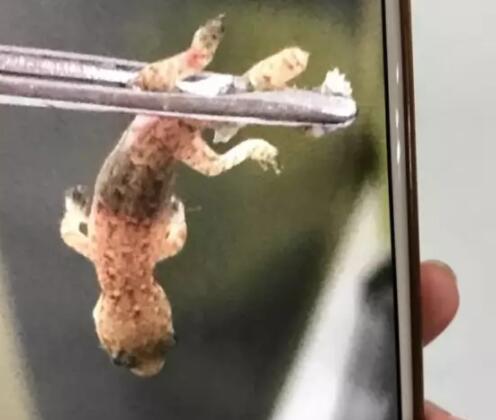吓人!男子睡觉时耳朵爬进一只壁虎 还在里面挣扎