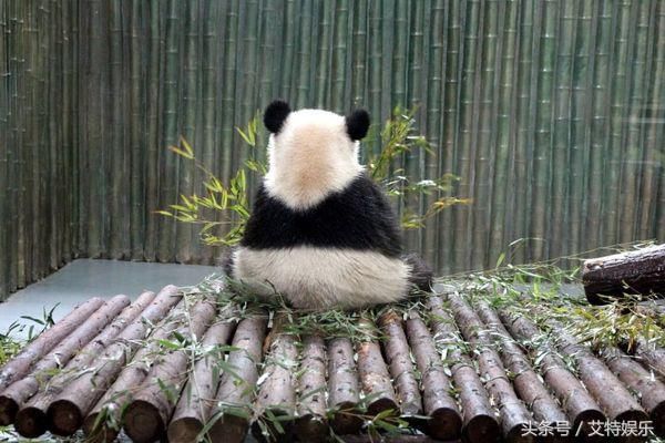 大熊猫在国外的地位怎么样?外媒:头可断血可流