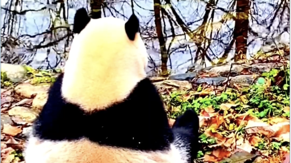 糟糕！是心动的感觉！#竟然被一只大熊猫背影杀了