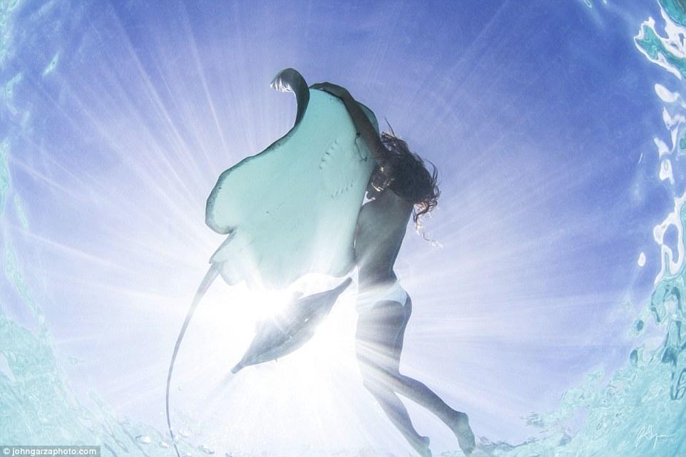 据悉，黄貂鱼又名魔鬼鱼，被称为全球最凶猛的海洋生物之一，其尾刺基部有毒腺，被刺后会引起剧痛。