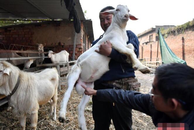 公羊"妻妾成群"每日产奶400g 有人愿出万元购买