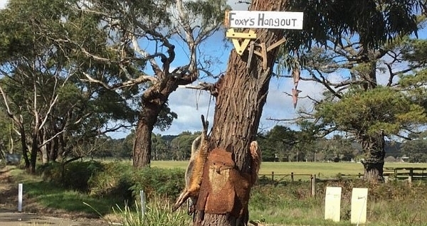 澳狐狸因数量太多被捕杀 尸体被剥皮钉在树上 澳狐狸因数量太多被捕杀 尸体被剥皮钉在树上