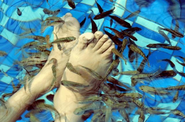 广东男子做鱼疗后鱼全部死亡,商家索赔2万元 ,男子:我真的没忍住