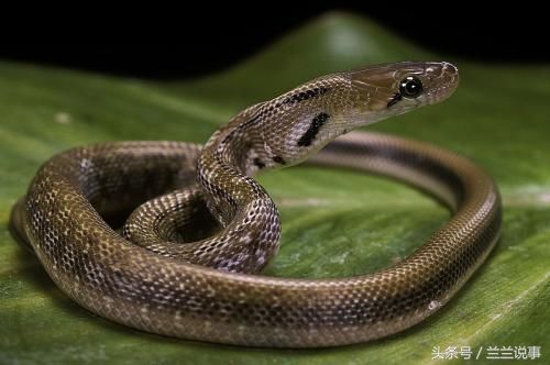 为什么在农村蛇入进家里千万不能打死?看完涨