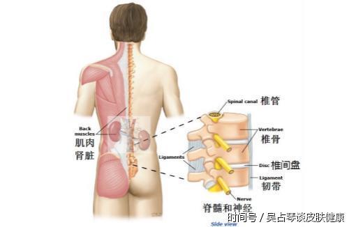 人体腰结构图高清图片