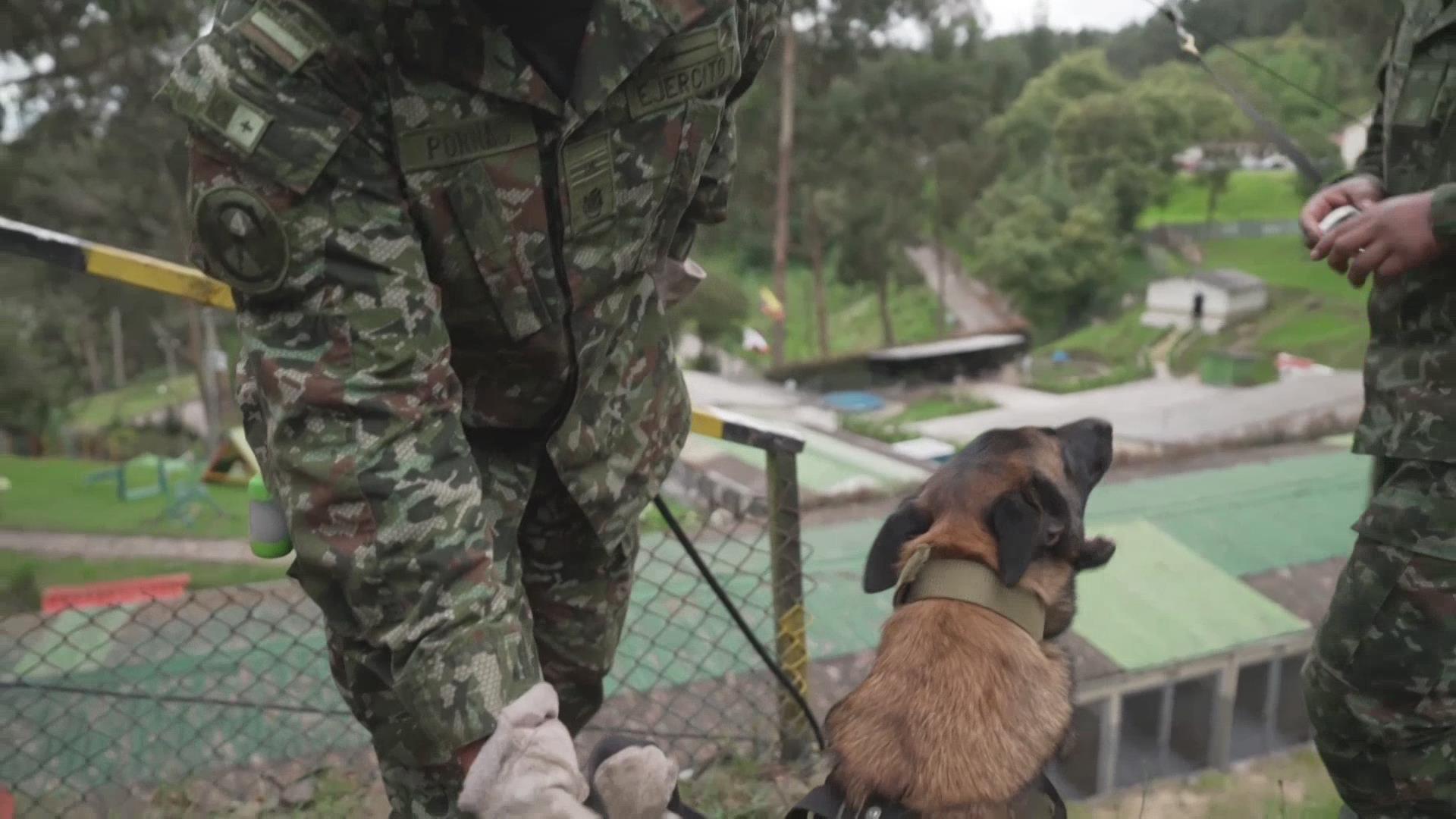 哥伦比亚的“救援奇兵” 走进波哥大“犬校” 哥伦比亚的“救援奇兵” 走进波哥大“犬校”