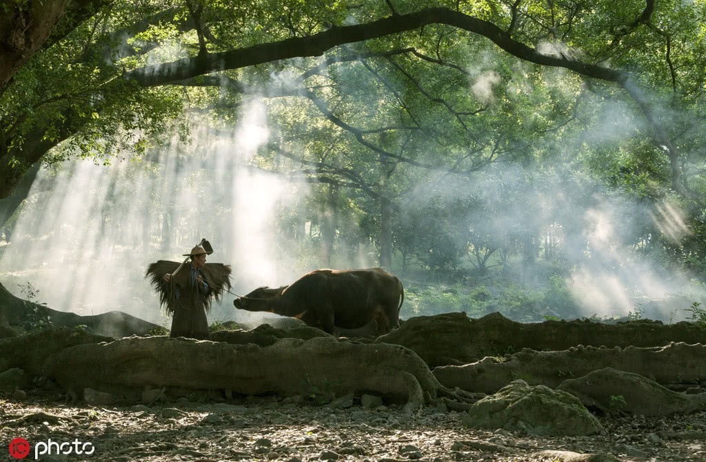 晨雾袅袅中，一位老农披着蓑衣，牵着老牛踽踽前行，一旁的榕树虬根盘绕，密叶交错中落下斑驳日光。这“远似浮云近似烟”的画面，让照片中的景点成了不少游客心之向往的“网红”打卡圣地，但真正去了以后……
