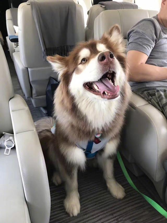 在王思聪发的朋友圈中,爱犬"王可可"坐在飞机座位