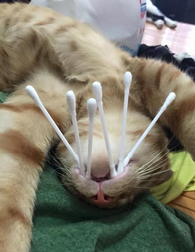 主人见猫咪睡着后,给它爪子插满棉签,萌态让主人哭笑不得!