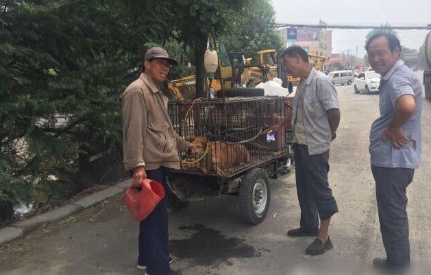 为让狗增重多赚钱 狗贩子给狗灌水灌到狗吐血 为让狗增重多赚钱 狗贩子给狗灌水灌到狗吐血