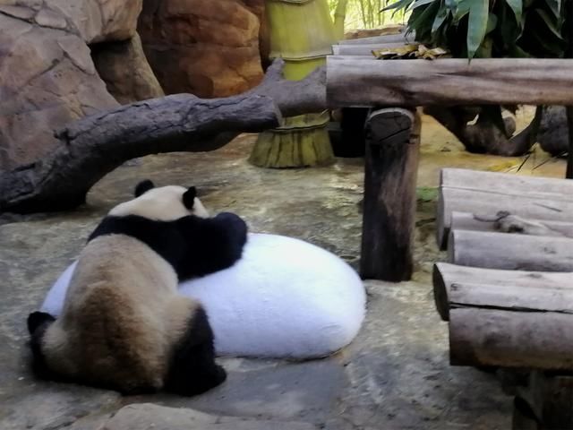 长隆世界,带孩子广州游必去的新景点,广东行6