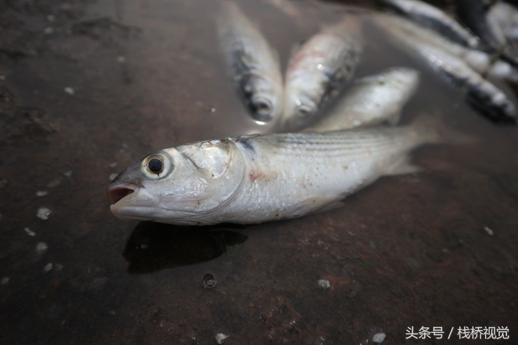 2018年4月10日,市民在青岛胶州湾海泊河口钓鲻鱼.