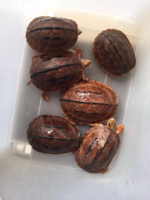 2018年最火的宠物龟应该是金钱龟了,因为价格