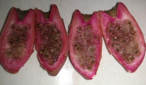 一种长在墙上的仙人掌果子居然可以吃,看来又