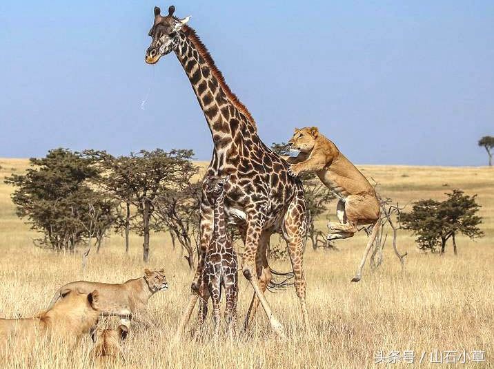 你不要小看了,这只身高1米的非洲狮弹跳力爆表