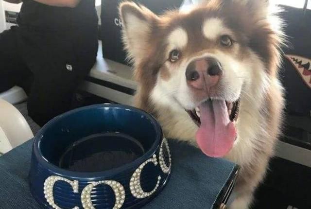 思聪只是单纯拿宠物炫富吗?会赚钱的王可可年