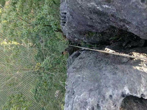 藏在悬崖峭壁上的野生石斛,功效竟比种植的铁