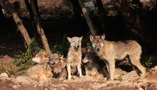 上海野生動物園