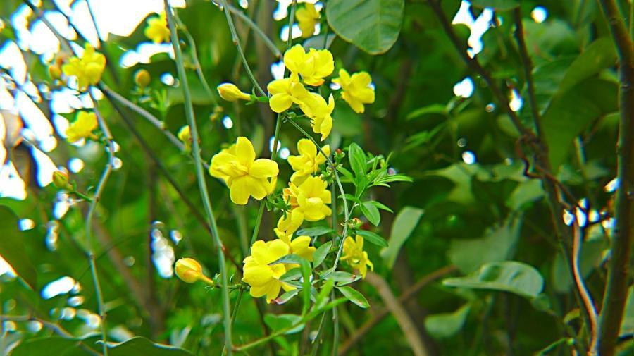 圖說|黃花翠蔓世上名,入藥解毒消腫痛