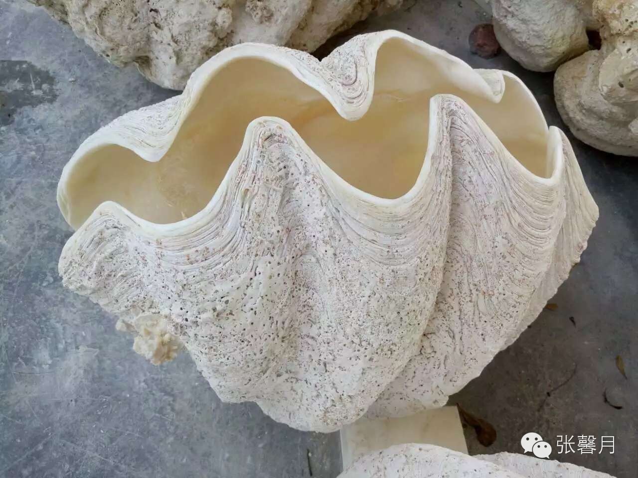 保养砗磲的方法!