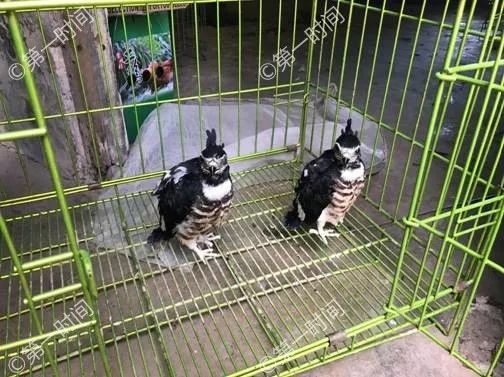 女孩网购银环蛇被咬致脑死亡 这些夺命宠物别