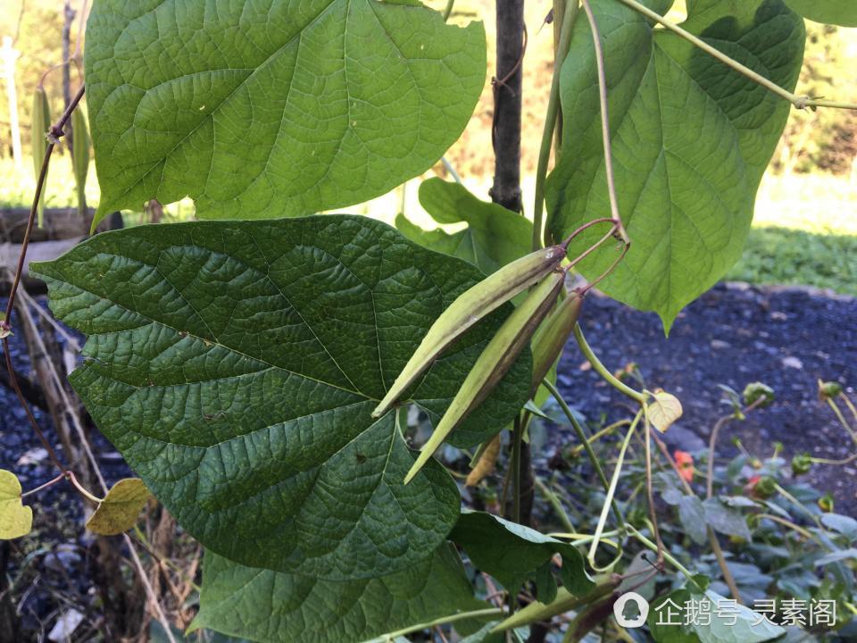 那么隔山消是什么呢?