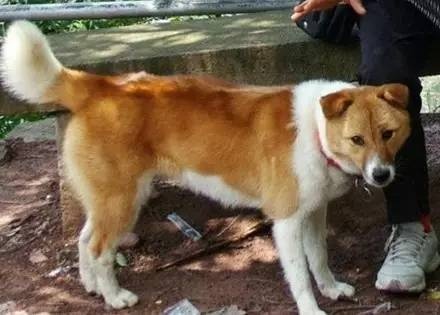 即将消失的7大中华田园犬,还记得小时候你家的土狗吗?