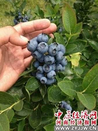鲁山县汇源街道做强蓝莓产业带民富
