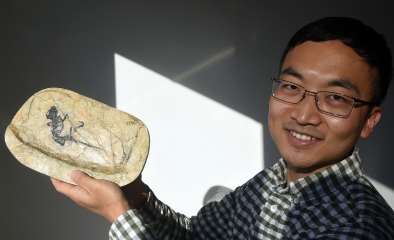 该类哺乳动物独特的颌关节及其取食方式，对中耳脱离下颌提供了比其他类群更为显著的选择压力，因此加速了中耳的演化，通俗而言可谓“吃促进了听力”。