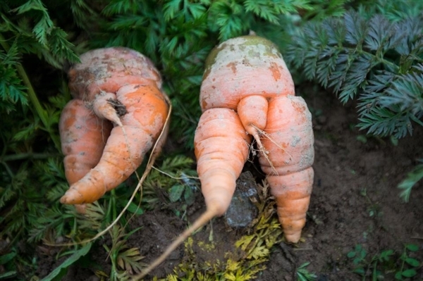 史上最污萝卜现身农田 画面太美不敢看 史上最污萝卜现身农田 画面太美不敢看