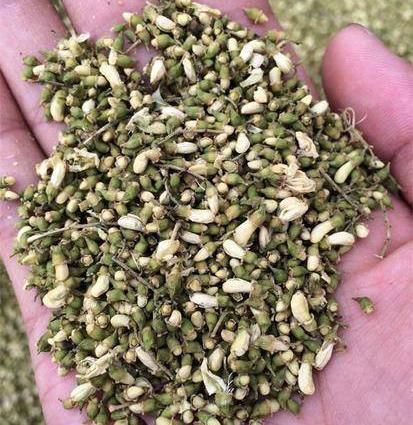 什么中药泡水喝能祛湿?