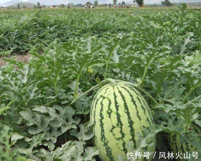 越南西瓜面临无人收购, 只因中国人到老挝租田