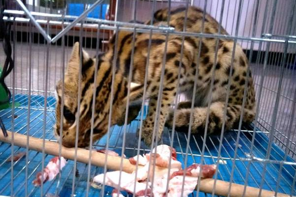 罕见豹猫现身云南,被养鸡场众人合力围捕