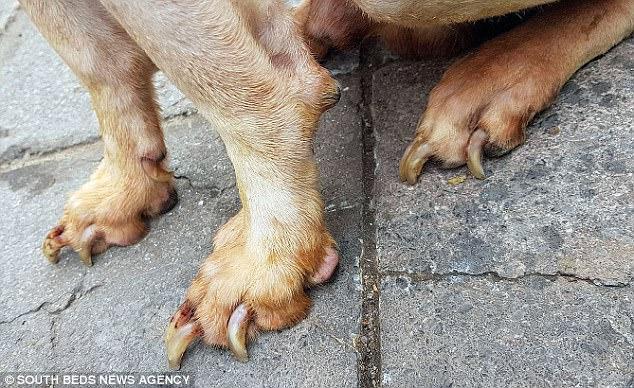 邓克尔同时给警方和皇家防止虐待动物协会打了电话.