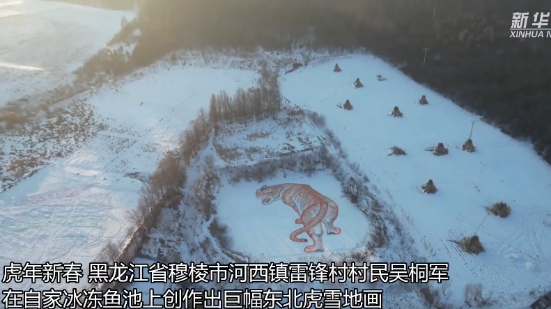 黑龙江村民创作巨幅东北虎雪地画 黑龙江村民创作巨幅东北虎雪地画