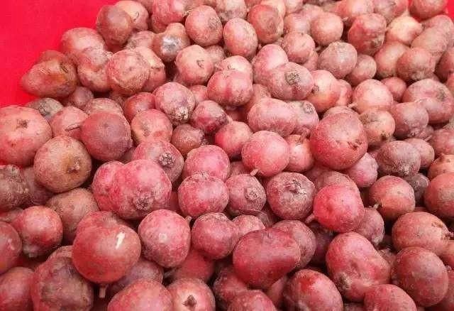 地枇杷又名地果、野地瓜,地瓜藤、地石榴、地