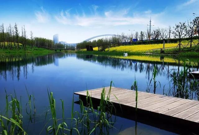 西安临潼凤凰池南桥的油菜花也开了 一道亮丽风景线