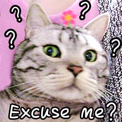 像热锅上的蚂蚁用英语怎么说?为啥是喵喵喵?